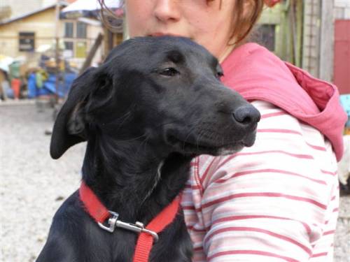 stella labradormixh�ndin