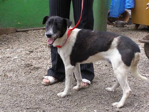 jack colliemix