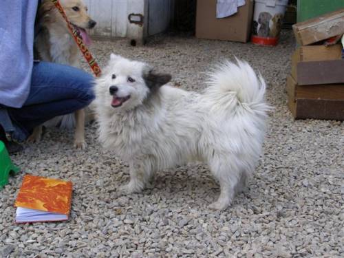 floh spitz