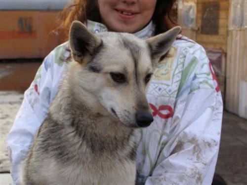 julia minihuskymixh�ndin