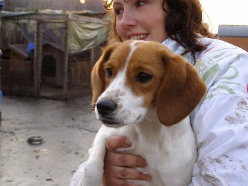 nissy beaglemix