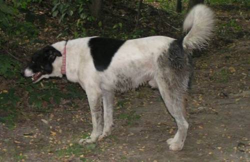 pogo mischling