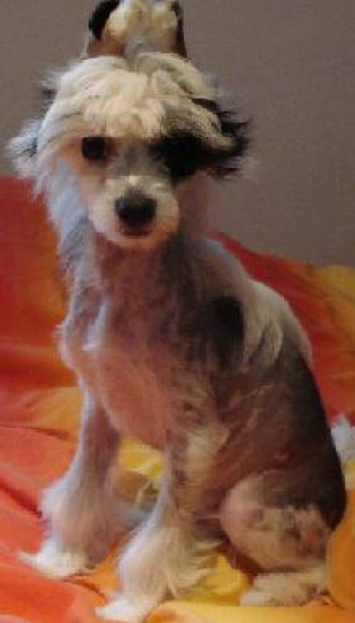 chinesischer schopfhund hairless r�de mit fci stammbaum