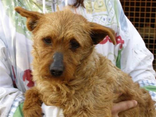 buffy terriermixh�ndin