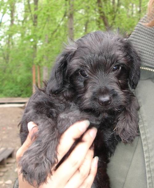 roza spanielmixwelpe