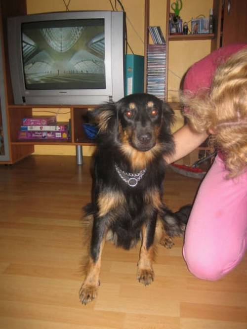 mohrli sheltiemix