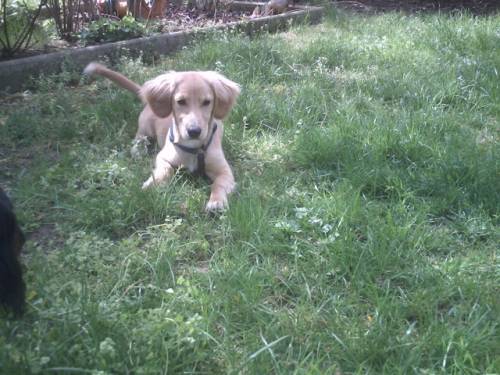 sammy spanielmix