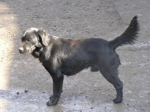 roli labradormix