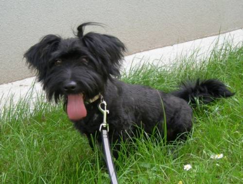 rasputin zwergschnauzermix