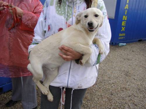cloony labradormixwelpe