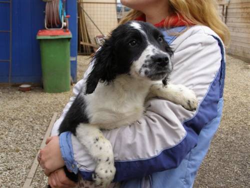 justy spanielmix