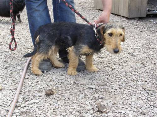 amelie terriermixh�ndin