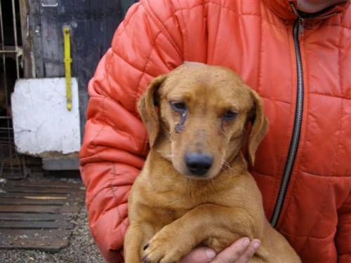 berti