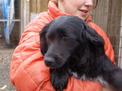 sassy spanielmixh�ndin