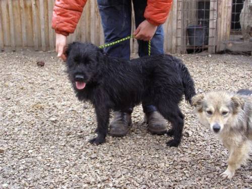 lupo schnauzermix