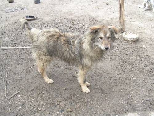 wolfy mischling