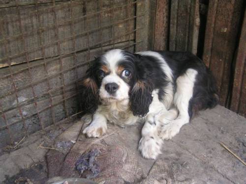 suzi cavalierkingcharlespanielh�ndin