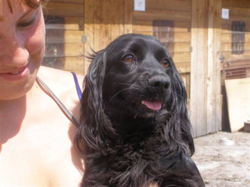 ginger spanielmixh�ndin