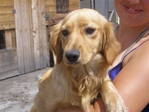 lilly retrievermixh�ndin