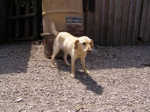 bella labradormixh�ndin