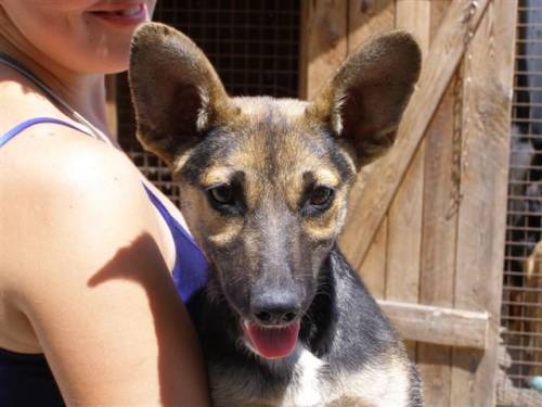 lola bonsaisch�ferh�ndin
