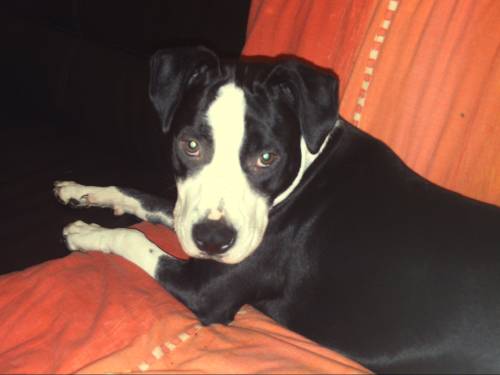 zauberhafter hund