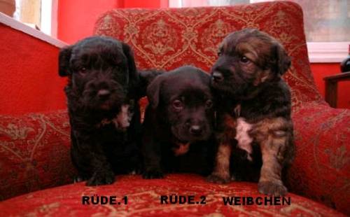 mittelgro�e mix welpen r�den weibchen wochen alt