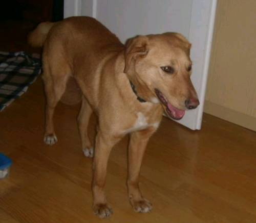 cooper junger mix r�de kastriert f sportliche m hundeerf