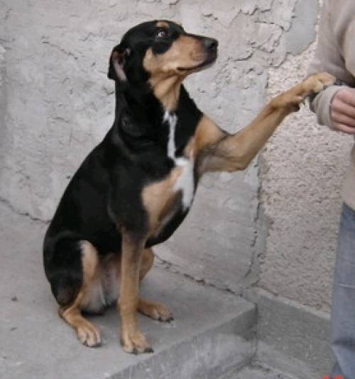 jenny ca j�hr bracken mix h�ndin will besch�ftigt sein