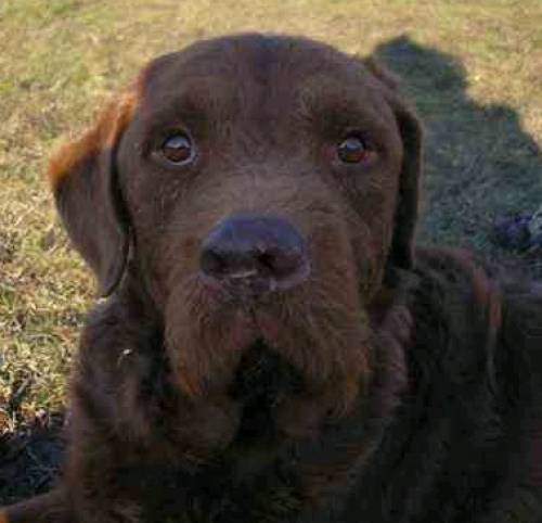 csoki gro�er brauner j�hriger labrador mix r�de dominan