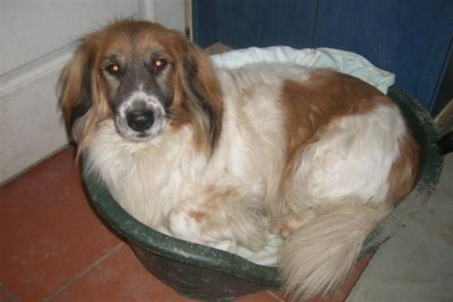 artur lebenslustiger spaniel basset r�de kastriert j