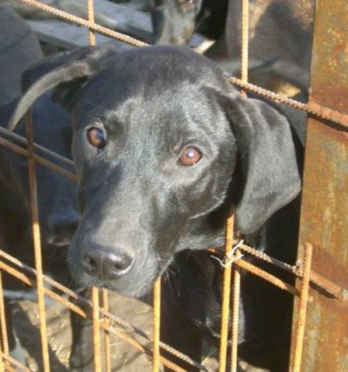 denver mittelgro�er sch�chterner labrador mix mon