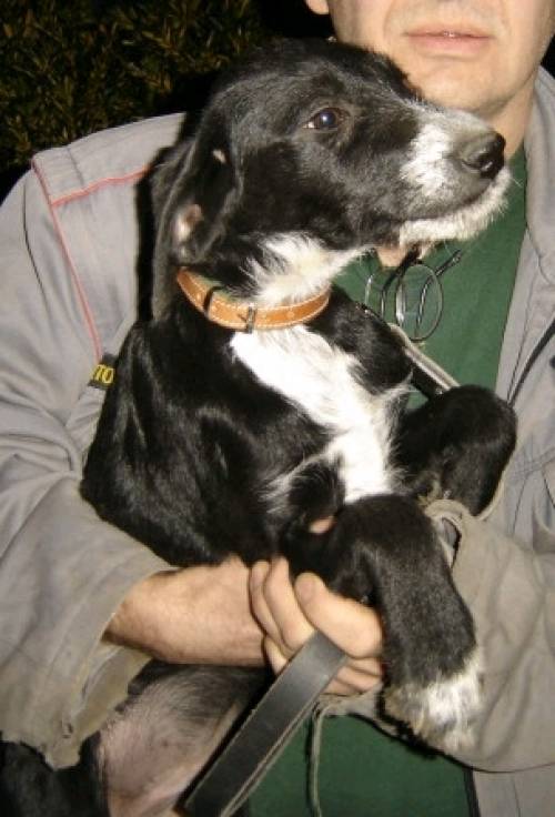 dama ganz liebes dalmatiner labrador m�dchen mon