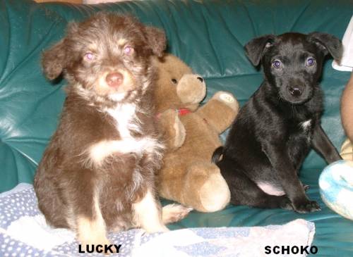 lucky schoko kleinw�chsige hundewelpen wo alt
