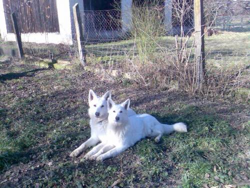 wurfank�ndigung weisse schweizer sch�ferhunde