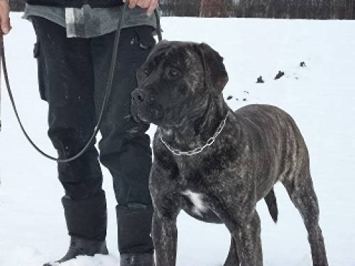 dogo canario spanische dogge suchen liebes zuhause
