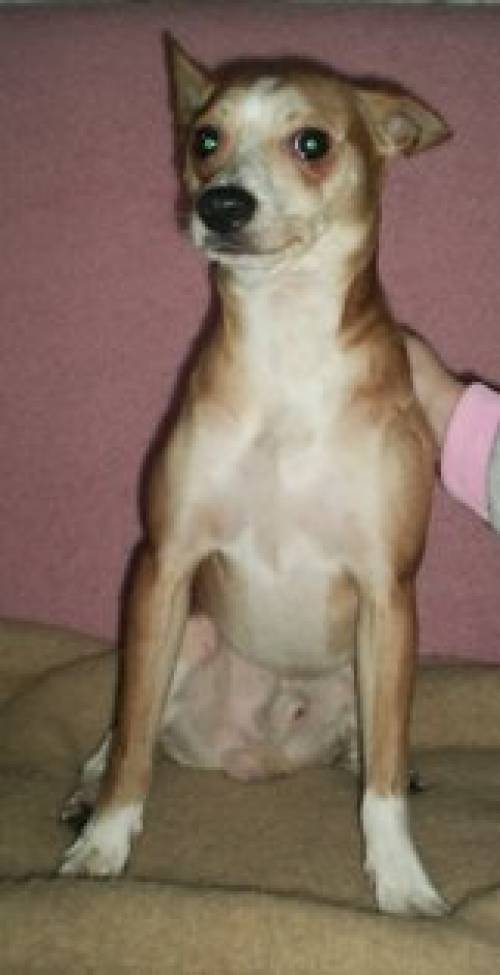 pinschermix r�de b�rli sucht kuschelplatz