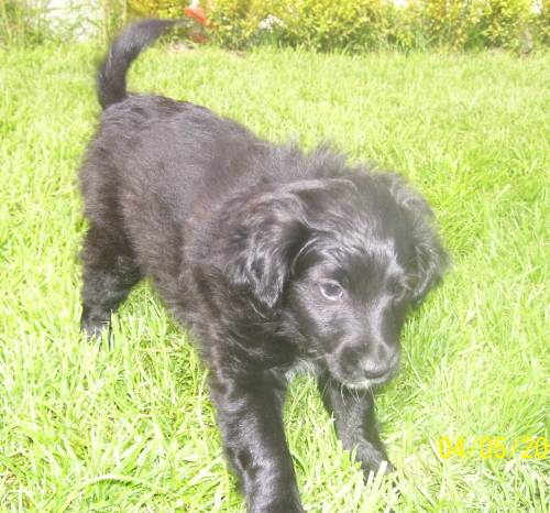 floh und wuschel zwei s�sse kleine m�dels suchen ein zuhause