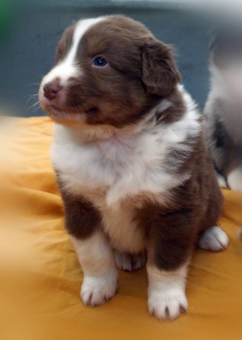 aussie welpe arni red tri sucht dringend neues zuhause