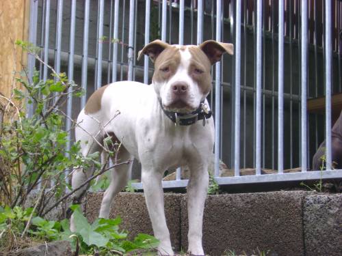 gremlins apbt kennel