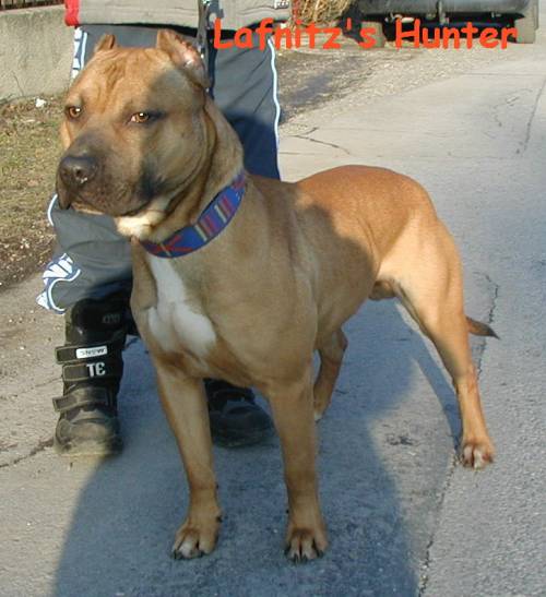 gremlins apbt kennel