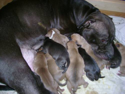 gremlins apbt kennel