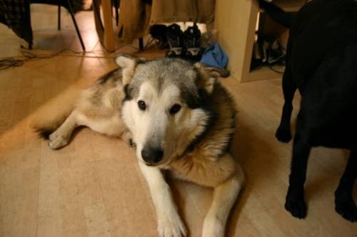 alaskan malamute sucht dringend neues zu hause
