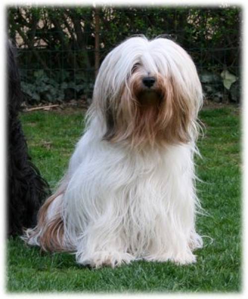 tibet terrier h�ndin