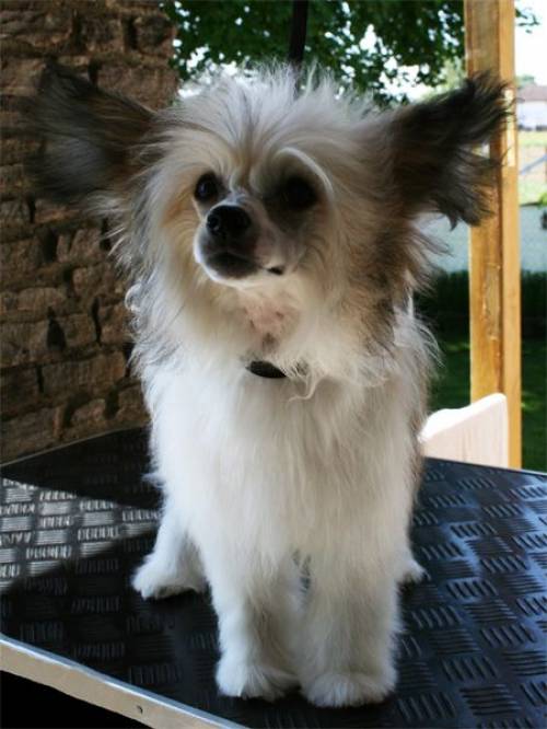 powderpuff m�dchen