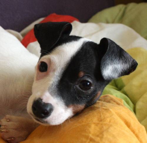 miniken jack russel zwergpinschermix