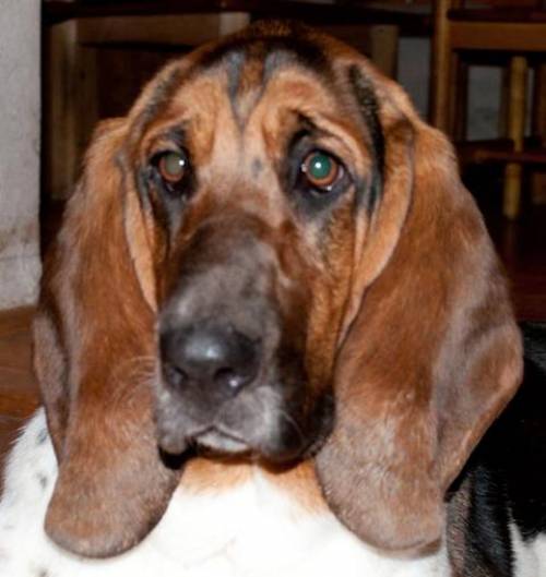 charlotte pflegestelle niedersterreich basset hound 