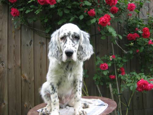 english setter welpen zu vergeben