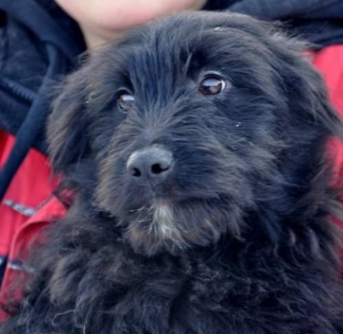 rinty spaniel schnauzer mix pflegestelle wien