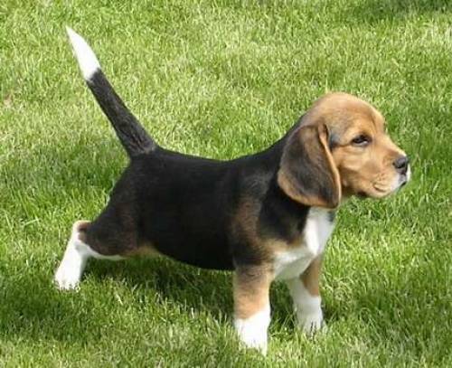 beagel welpen